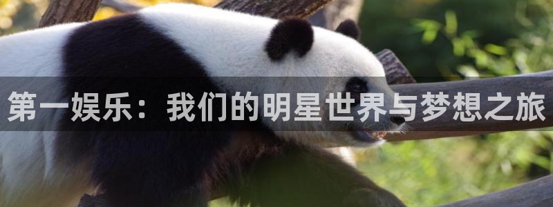 杏悦体育热门赛事有哪些：第一娱乐：我们的明星世界与梦想之旅